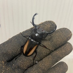 ボイレアウシカクワガタペア(♀B)