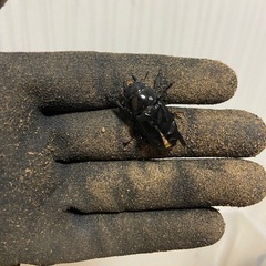 ボイレアウシカクワガタペア(♀B)の画像