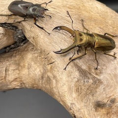 メタリフェルホソアカクワガタ（亜種アエノミカンス）