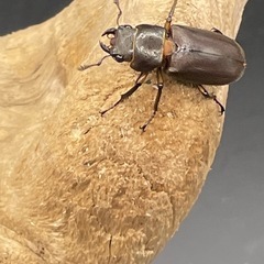 メタリフェルホソアカクワガタ（亜種アエノミカンス）の画像