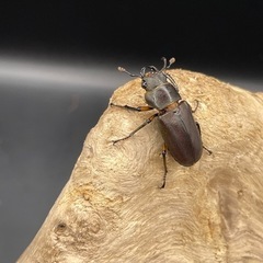 メタリフェルホソアカクワガタ（亜種アエノミカンス）の画像