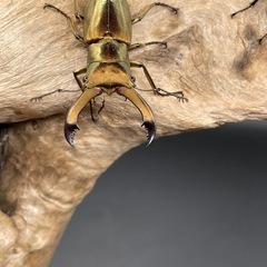 メタリフェルホソアカクワガタ（亜種アエノミカンス）の画像