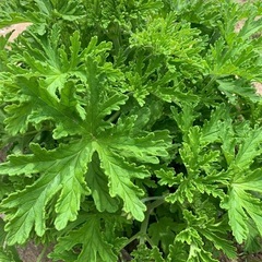 ゼラニウムの挿し穂10本（蚊連草）蚊よけ虫除けにの画像