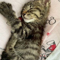 生後1ヶ月前後の子猫の里親を募集します。