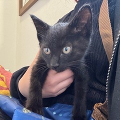 生後約3ヶ月の黒猫