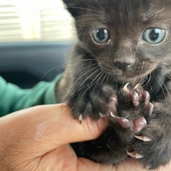 1ヶ月の子猫4匹　応募者多数の為一旦止めます