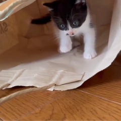 【優しい里親さん募集中🐾】実家で生まれた子猫の新しい家族を探しています