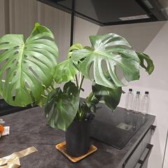 【早い者勝ち】観葉植物　モンステラ