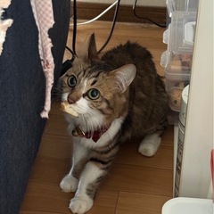 里親さん募集してます