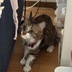 ランキングキーワードに紐づく投稿画像-子猫
