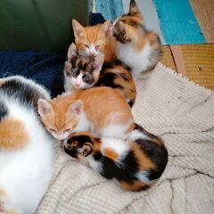3月末生まれの子猫５兄妹