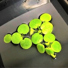 メダカの水草セット