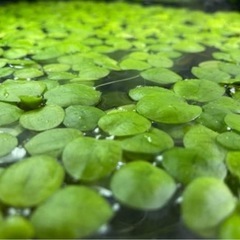 メダカの水草セットの画像