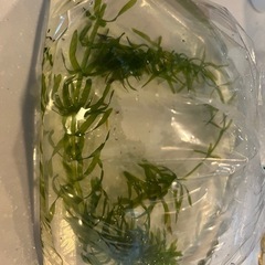 メダカの水草セットの画像
