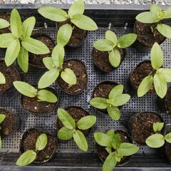 ニホンハッカ　抜き苗　１個　挿し木苗の画像