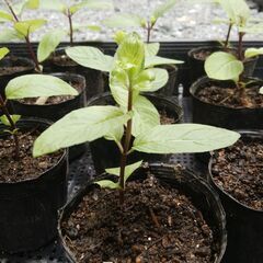 ニホンハッカ　抜き苗　１個　挿し木苗の画像