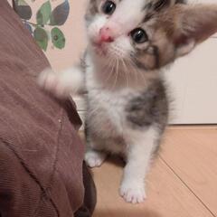 子猫　飼い主さま募集