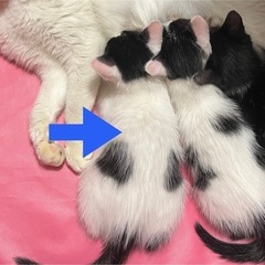 【一旦募集停止します】子猫の里親募集　生後約1ヶ月