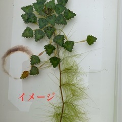 🐟水草　「菱・ヒシ」1株  400円②
の画像