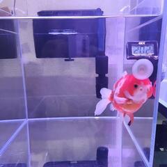 金魚、オランダ