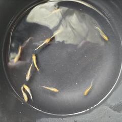 クラースメダカの画像
