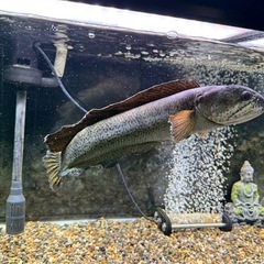 チャンナバルカ 45cm 訳ありの画像