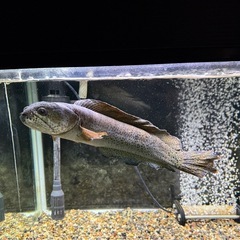 チャンナバルカ 45cm 訳ありの画像