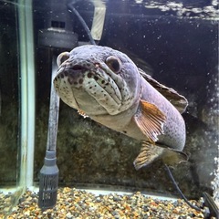 チャンナバルカ 45cm 訳ありの画像