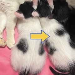 【一旦募集停止します】生後約1ヶ月　子猫の里親募集