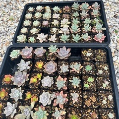 生活雑貨　家庭用品　ガーデニング　多肉植物の画像