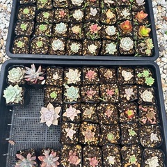 多肉植物