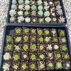 生活雑貨　家庭用品　ガーデニング　多肉植物の画像