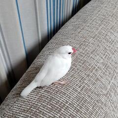 (*里親さんが決まりました*)白文鳥 − 大阪府