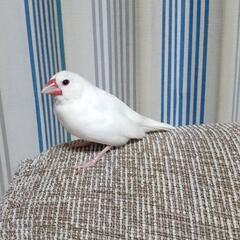 (*里親さんが決まりました*)白文鳥 - 里親募集