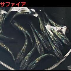 取引終了【改良メダカ】🐠サファイア🐠若魚🐠現物投稿🐠