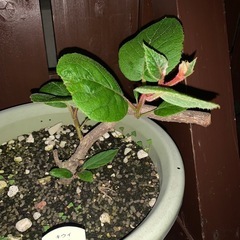 キウイ苗【オス】