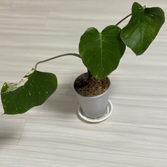 斑入りモンステラ　デリシオーサ　タイコンステレーション　イエロー...