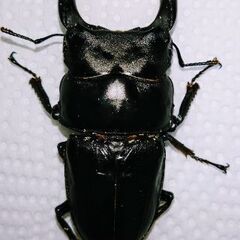 国産オオクワガタ♂単品