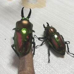 ニジイロクワガタ 2個セット