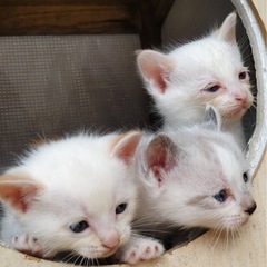 （相談中につき受付停止しています）0歳、子猫4匹、茶トラ・灰ハチ...