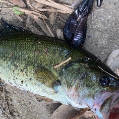 埼玉近郊でバス釣り仲間募集！