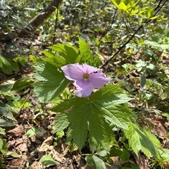 登山お友達募集