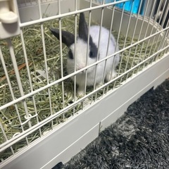 ミニウサギ