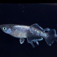 スペード黒タイプ針子 10匹の画像