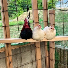 チャボ雄
