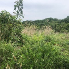 草刈いたします。