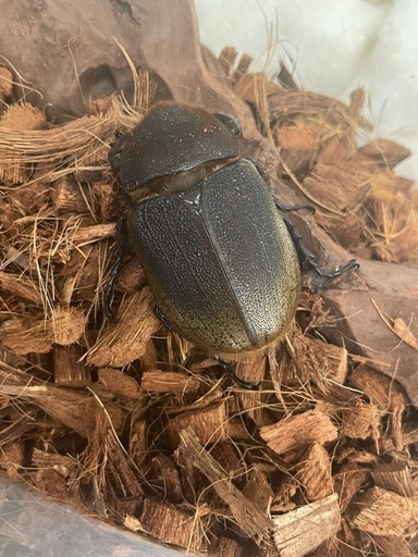 ヘラクレスオオカブト ペア 良血統 鎌状鋸歯