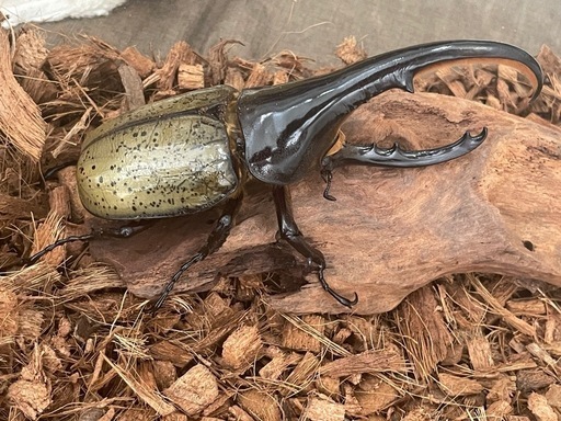 ヘラクレスオオカブト ペア 良血統 鎌状鋸歯