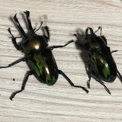 ニジイロクワガタ　ペア　オス約54ミリ　CBF1