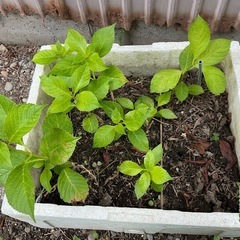 紫陽花　受け渡し対応完了
